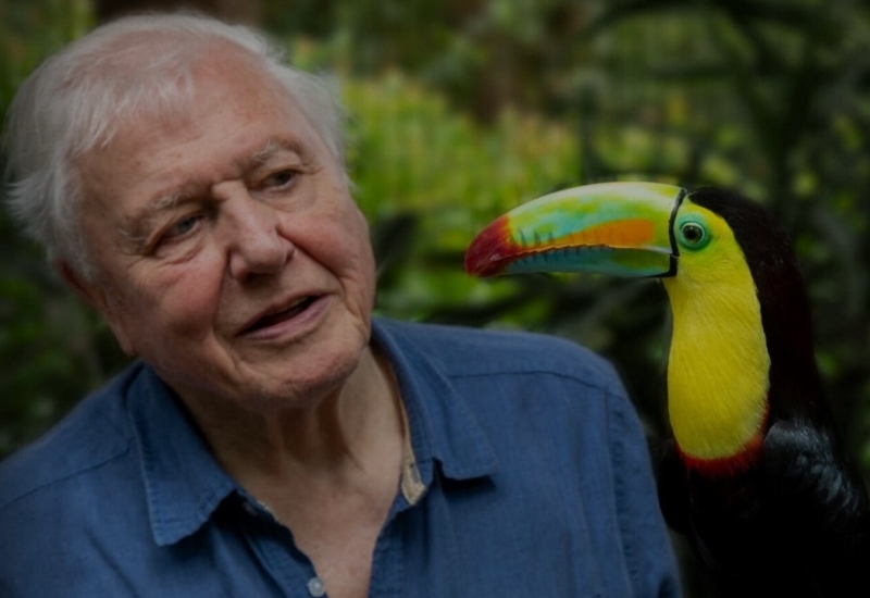 david attenborough, natuurliefhebber, natuurseries, mooie tv programma's, dieren als inspiratiebron, mooie dieren, mooie vogels, schilderij van een vogel laten maken